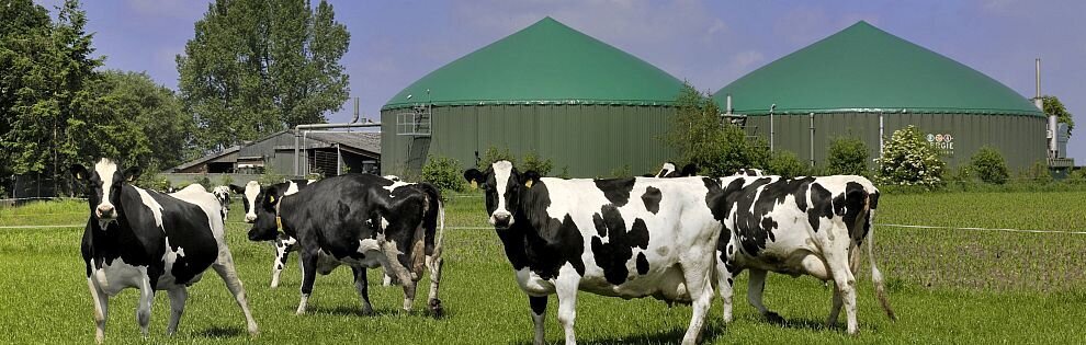 D-Biogasanlage mit Kühen 990x315