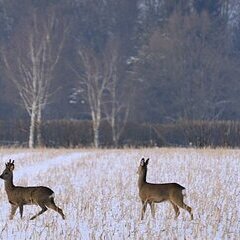D-Rehe Winter